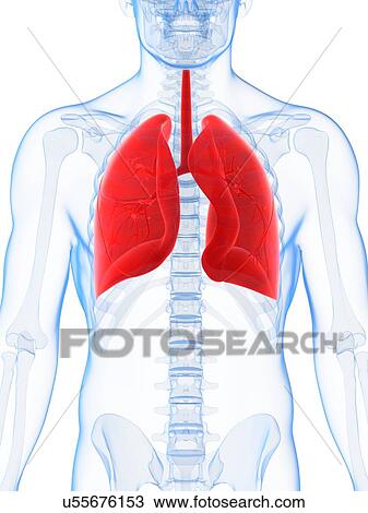 Drawing - Human lungs, artwork. Fotosearch
