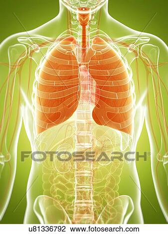 Human lungs, artwork View Large Illustration Drawing - Human lungs, artwork. Fotosearch