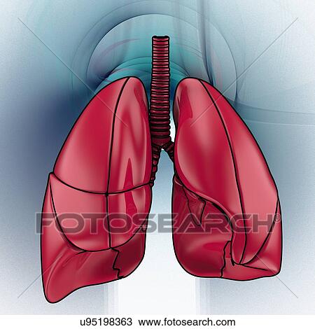 Drawing - Human lungs, artwork. Fotosearch