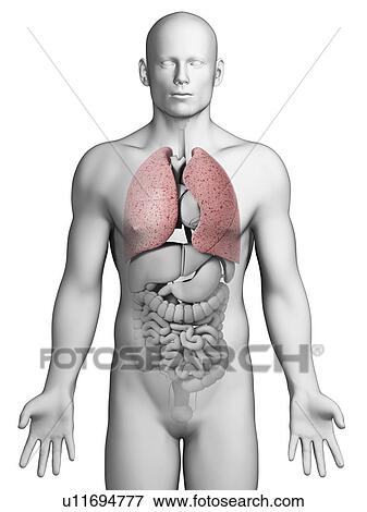 Human lungs, artwork View Large Illustration Stock Illustration - Human lungs, artwork. Fotosearch