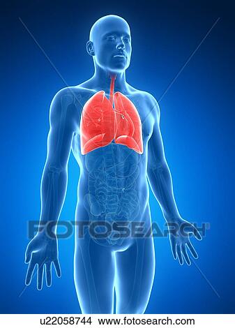 Human lungs, artwork View Large Illustration Stock Illustration - Human lungs, artwork. Fotosearch