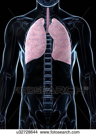Stock Illustration - Human lungs, artwork. Fotosearch