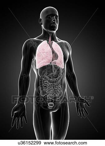 Human lungs, artwork View Large Illustration Stock Illustration - Human lungs, artwork. Fotosearch