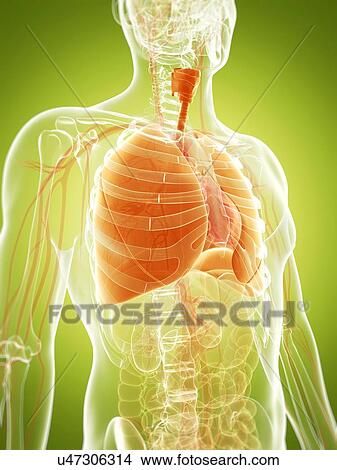 Human lungs, artwork View Large Illustration Stock Illustration - Human lungs, artwork. Fotosearch
