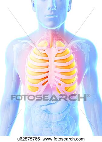 Human lungs, artwork View Large Illustration Stock Illustration - Human lungs, artwork. Fotosearch