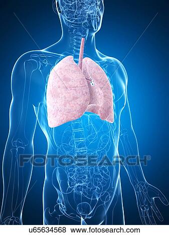 Human lungs, artwork View Large Illustration Stock Illustration - Human lungs, artwork. Fotosearch