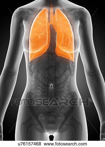 Stock Illustration - Human lungs, artwork. Fotosearch