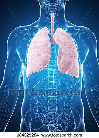Human lungs, artwork View Large Illustration Stock Illustration - Human lungs, artwork. Fotosearch