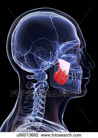 Human masseter superior muscle, artwork View Large Illustration Drawing - Human masseter superior muscle, artwork. Fotosearch
