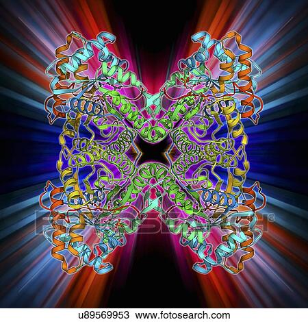 Drawing - Human muscle aldolase, molecular model. Fotosearch
