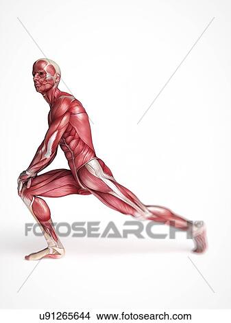 Human muscular system, artwork View Large Illustration Stock Illustration - Human muscular system, artwork. Fotosearch