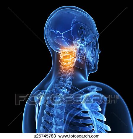 Drawing - Human neck bones, artwork. Fotosearch
