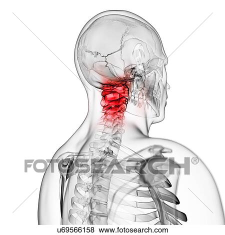 Stock Illustration - Human neck bones, artwork. Fotosearch
