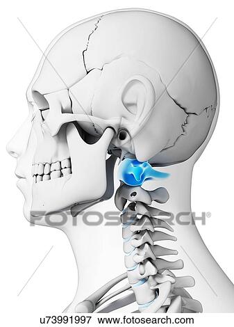 Human neck bones, artwork View Large Illustration Stock Illustration - Human neck bones, artwork. Fotosearch