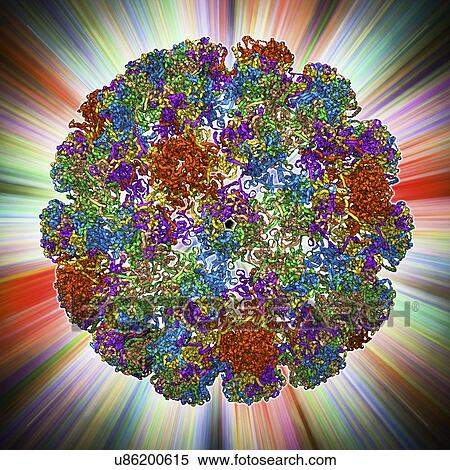 Stock Illustration - Human papilloma virus capsid. Fotosearch