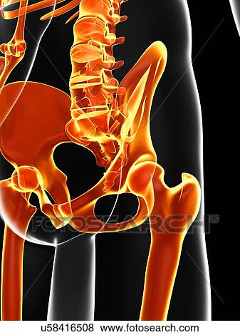 Human pelvis, artwork View Large Illustration Stock Illustration - Human pelvis, artwork. Fotosearch