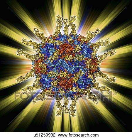 Drawing - Human poliovirus, molecular model. Fotosearch