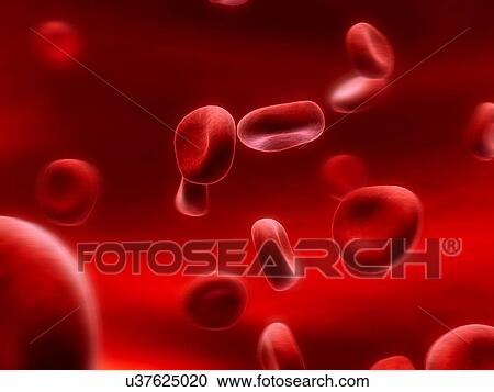 Clipart - Human red blood cells, artwork. Fotosearch