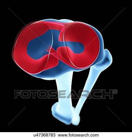 Human shin bone and ligament, artwork View Large Illustration Drawing - Human shin bone and ligament, artwork. Fotosearch