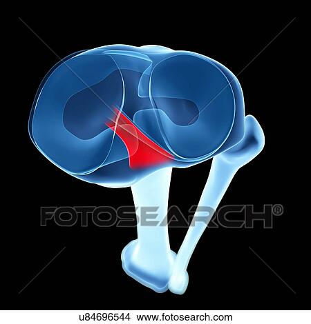 Human shin bone and ligament, artwork View Large Illustration Stock Illustration - Human shin bone and ligament, artwork. Fotosearch