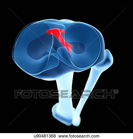 Human shin bone and ligament, artwork View Large Illustration Stock Illustration - Human shin bone and ligament, artwork. Fotosearch