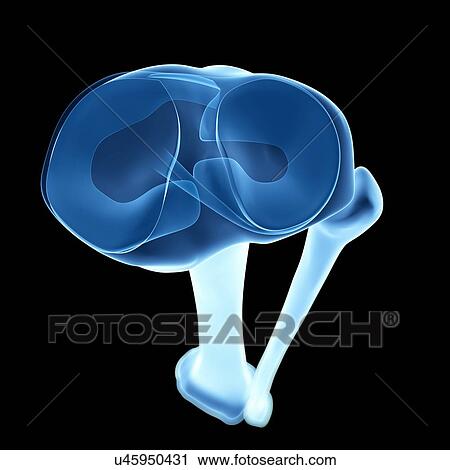 Human shin bone, artwork View Large Illustration Clip Art - Human shin bone, artwork. Fotosearch