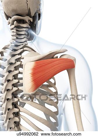 Drawing - Human shoulder muscle, artwork. Fotosearch