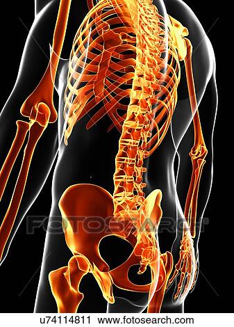 Clip Art - Human skeleton, artwork. Fotosearch