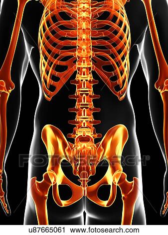 Human skeleton, artwork View Large Illustration Clip Art - Human skeleton, artwork. Fotosearch
