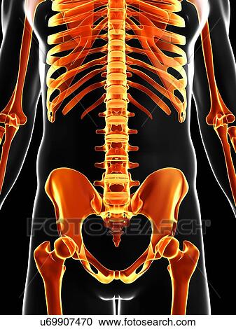 Clipart - Human skeleton, artwork. Fotosearch
