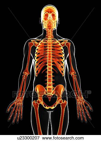 Human skeleton, artwork View Large Illustration Stock Illustration - Human skeleton, artwork. Fotosearch