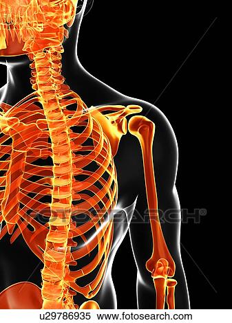 Human skeleton, artwork View Large Illustration Stock Illustration - Human skeleton, artwork. Fotosearch