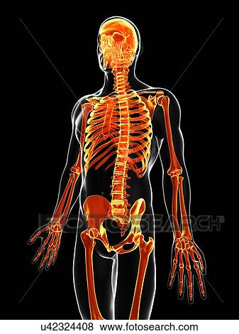 Stock Illustration - Human skeleton, artwork. Fotosearch