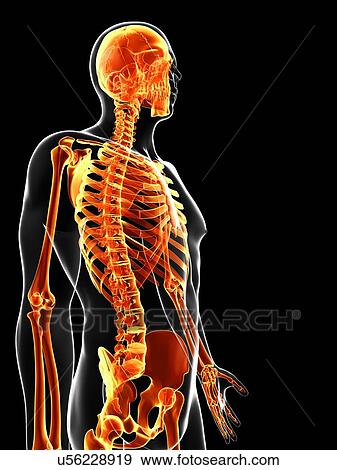 Stock Illustration - Human skeleton, artwork. Fotosearch