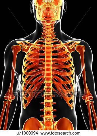 Stock Illustration - Human skeleton, artwork. Fotosearch