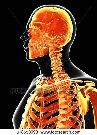 Human skull and neck bones, artwork View Large Illustration Drawing - Human skull and neck bones, artwork. Fotosearch