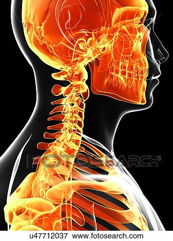 Human skull and neck bones, artwork View Large Illustration Stock Illustration - Human skull and neck bones, artwork. Fotosearch
