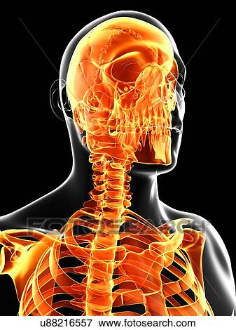 Human skull and neck bones, artwork View Large Illustration Stock Illustration - Human skull and neck bones, artwork. Fotosearch