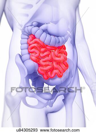 Drawing - Human small intestine, artwork. Fotosearch