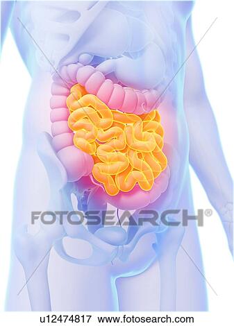 Human small intestine, artwork View Large Illustration Stock Illustration - Human small intestine, artwork. Fotosearch
