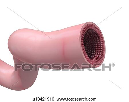 Human small intestine, artwork View Large Illustration Stock Illustration - Human small intestine, artwork. Fotosearch