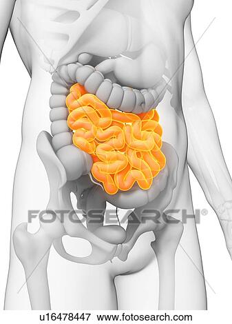 Stock Illustration - Human small intestine, artwork. Fotosearch