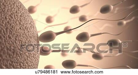Human sperm and egg, artwork View Large Illustration Clip Art - Human sperm and egg, artwork. Fotosearch