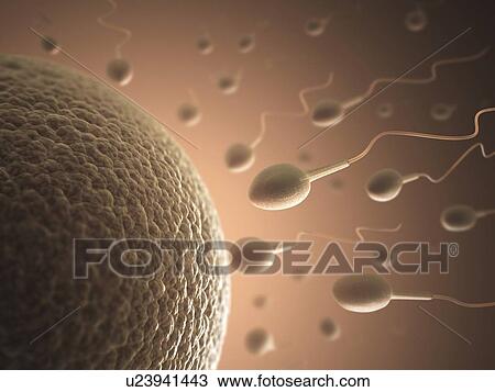 Human sperm and egg, artwork View Large Illustration Drawing - Human sperm and egg, artwork. Fotosearch