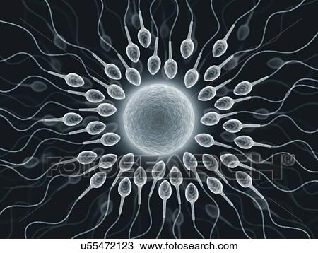 Drawing - Human sperm and egg, artwork. Fotosearch