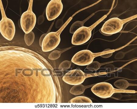 Human sperm and egg, artwork View Large Illustration Drawing - Human sperm and egg, artwork. Fotosearch