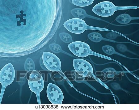 Human sperm and egg, artwork View Large Illustration Stock Illustration - Human sperm and egg, artwork. Fotosearch