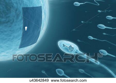 Human sperm and egg, artwork View Large Illustration Stock Illustration - Human sperm and egg, artwork. Fotosearch
