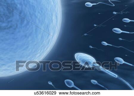 Human sperm and egg, artwork View Large Illustration Stock Illustration - Human sperm and egg, artwork. Fotosearch
