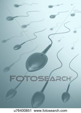 Human sperm, artwork View Large Illustration Clip Art - Human sperm, artwork. Fotosearch